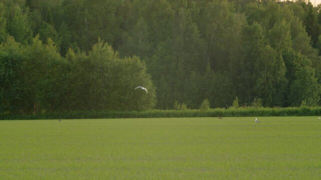 White Bird Flying Across Big Green Field in the Summer, Landing Next to other Birds, Freedom in the Sky