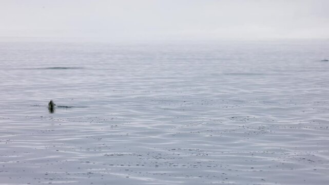 Multiple salmon jumping in a calm ocean on foggy day
