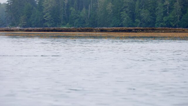 Lots of Salmon Jumping Out of Ocean Near Shore