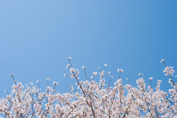 青空と満開に咲く桜の木　入学　卒業