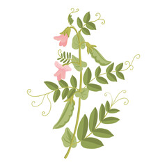 vector drawing plant of pea with green leaves, pods and flowers, vegetable at white background, hand drawn illustration