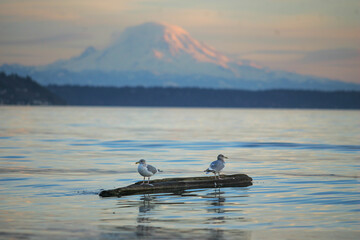 SEATTLE, WASH., U.S. - JAN. 13, 2008: Two seagulls rest on a floating log on Puget Sound near Seattle, Wash., on Jan. 13, 2008. Mount Rainier is visible in the background.