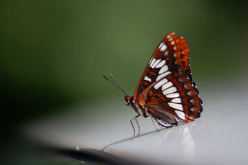 SEATTLE, WASH., U.S. - JUNE 25, 2013: A white admiral butterfly rests on the hood of a car in Seattle, Wash., on June 25, 2013.