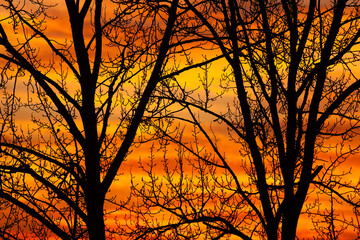 SEATTLE, WASH., U.S. - NOV. 28, 2013: The sun sets behind trees stripped of their leaves by autumn...