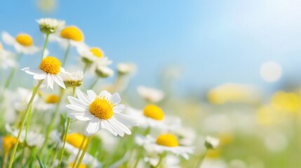 A lush meadow filled with wildflowers spreads out under a bright blue sky, inviting visitors to enjoy the colorful display of nature