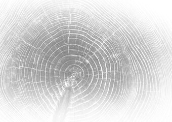 Black and white gray vintage wood slab slice with Tree Rings texture from Wood Cross Section. Rich wood textured background.  © CaptureAndCompose
