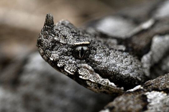Europ&auml;ische Hornotter // Nose-horned viper (Vipera ammodytes meridionalis) - Insel Andros, Kykladen, Griechenland