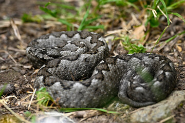 Europäische Hornotter // Nose-horned viper (Vipera ammodytes meridionalis) - Insel Andros, Kykladen, Griechenland