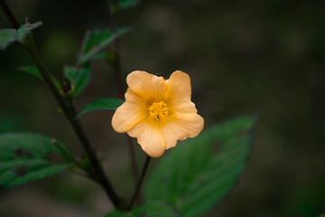 Threelobe false mallow close-up. Malvastrum coromandelianum.