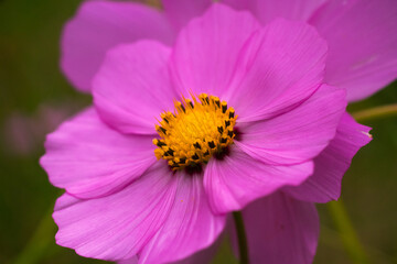 Cosmos flower just about to face the sun. Close-up beauty flower.