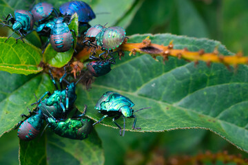 Bunch of metalic beetles feeding on weed.