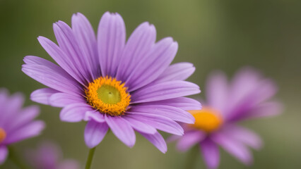 Fototapeta premium closeup of a pink flower