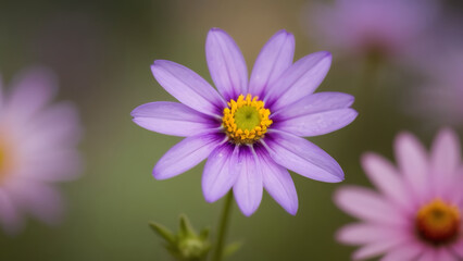 Obraz premium closeup of a pink flower
