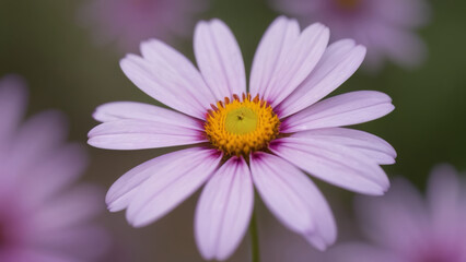 closeup of a pink flower