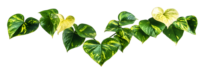 Heart shaped green yellow leaves of devil's ivy or golden pothos isolated on white background,