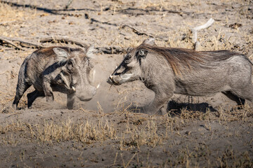 Warthog eating in Serengeti National Park, Tanzania