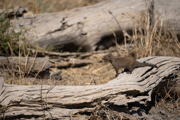 Group of Banded Mongoose (Mungos mungo) approaching a waterhole in Etosha National Park, Namibia