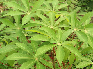 Lush cassava trees and fresh green leaves