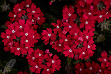 Cluster of Red Verbena Flowers in Full Bloom