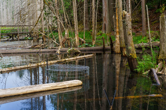 Beaver deceiver device helps to maintain water flows and reduce disruption by beavers
