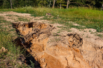 Rain-eroded sand slope exposing tree roots