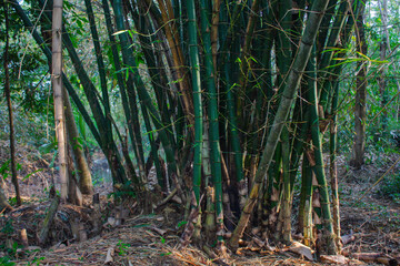 bamboo forest