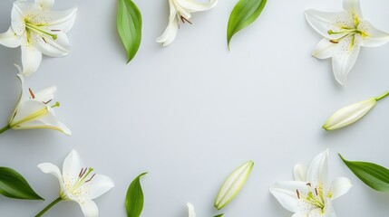 Beautiful white lily flowers on blank background. Colorful flowers for Mother's day