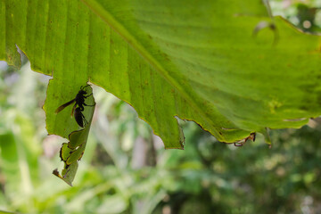 a wasp on a banana leaf