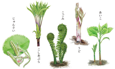 山菜イラスト１