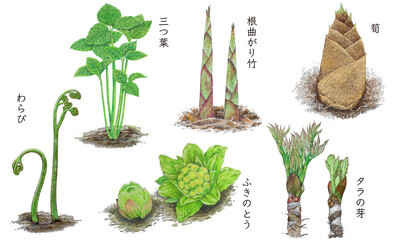 山菜イラスト２