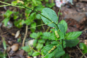 citrus leaf caterpillar on leaf