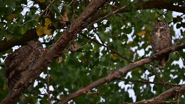 A pair of great-horned owls hooting and stretching 