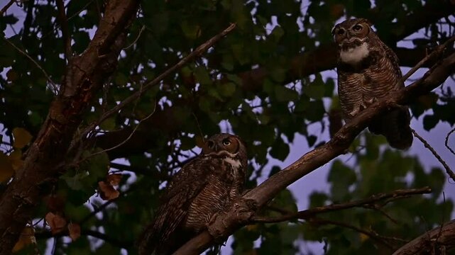 A pair of great-horned owls hooting and stretching 