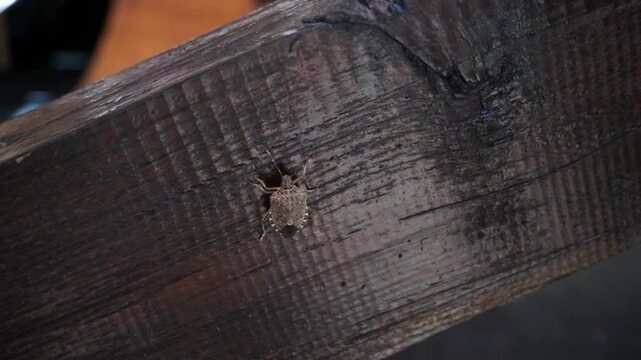 A brown marmorated stink bug crawling on a wooden plank turns to show off a camouflage pattern that helps it blend in with the wood grain.