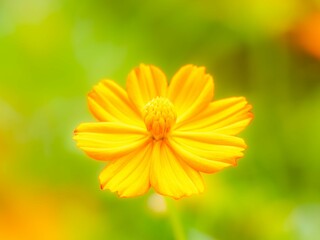 秋の公園や花壇を彩るコスモス（キバナコスモス）のある風景。背景。自然風景素材。