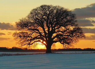 The silhouette of an old oak tree against the backdrop of a winter sunset in a snowy field The sun sets behind the horizon