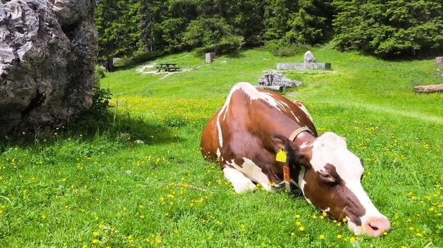 Cow lying down and grazing or napping in a peaceful pasture, surrounded by nature