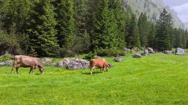 A pair of cows grazing in an open field with trees and mountain ranges in the distance alongside rocky edge of trees