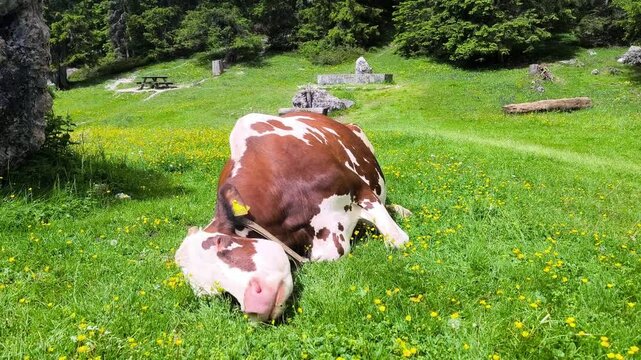 Frontal view of cow scratching head on grass and grazing on a sunny day in an open grassy field, surrounded by trees