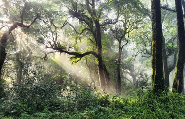 misty morning in the forest