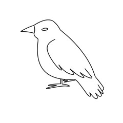 A bird is sitting on a white background