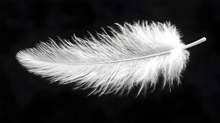 Obraz premium Single White Feather on Black Background.