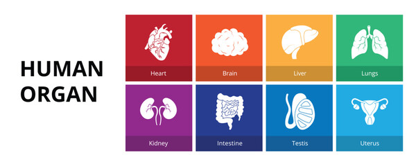 Human Organ Glyph Solid Banner Web Icon Set Vector Illustration, Heart Brain Liver Lungs Kidney Intestine Testis Uterus 