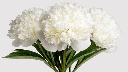 White Peony Flowers Bouquet  Soft Petals  Floral Arrangement  Nature Beauty  Wedding Decor