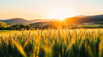 Golden wheat field at sunset, with the sun casting a warm glow over the ripe wheat stalks