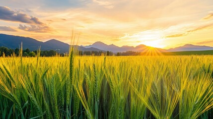 Golden wheat field at sunset, with the sun casting a warm glow over the ripe wheat stalks