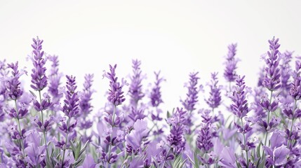 Obraz premium Lavender Blooms Against A White Backdrop