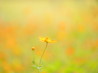 Obraz premium 秋の公園や花壇を彩るコスモス（キバナコスモス）のある風景。背景。自然風景素材。