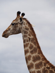 portrait of a giraffe