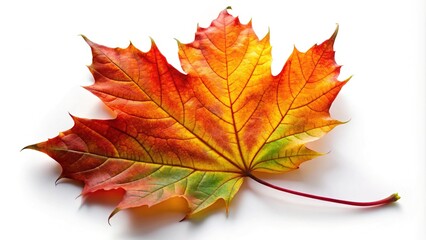 Obraz premium Surreal Autumn Maple Leaf Isolated on White Background for Artistic and Commercial Use